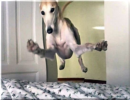 Jumping dog