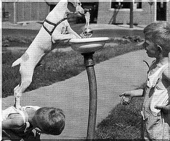 Dog drinking from the fountain