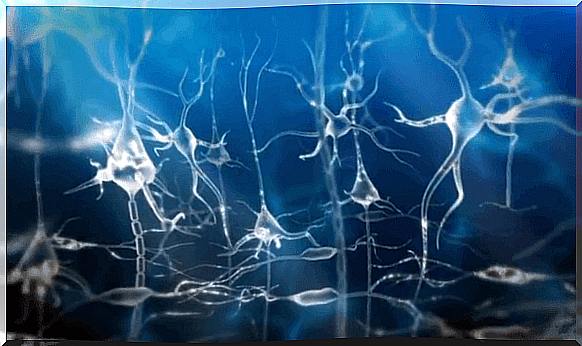 Nerve cells in the brain