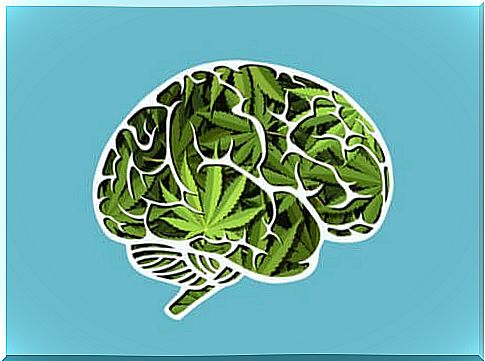 Cannabis' long-term effects on the brain