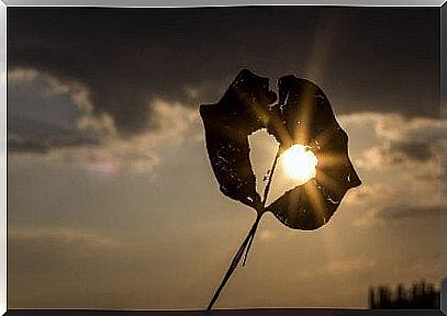 Heart-shaped leaves