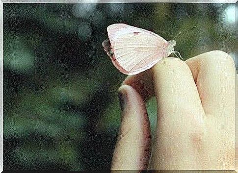 Butterfly on hand