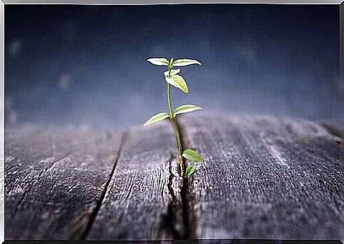 Flower in wooden floor