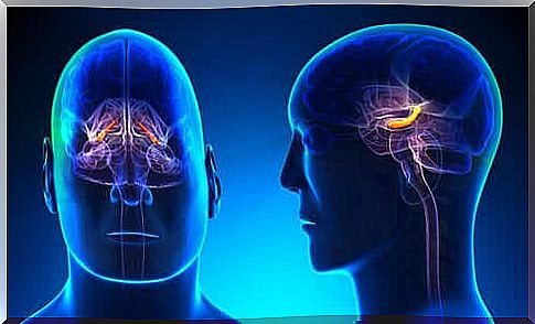 Schematic image of the brain.