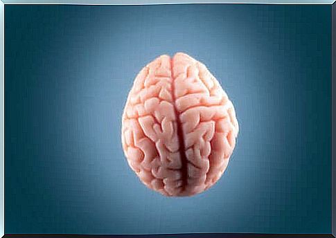 Brain against a gray background.