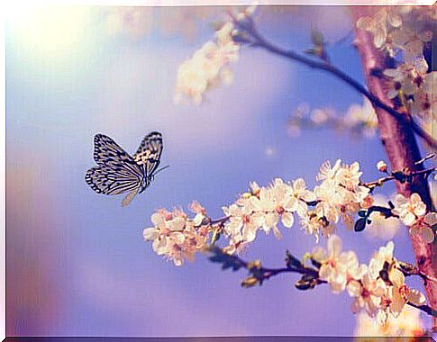 Butterfly by tree