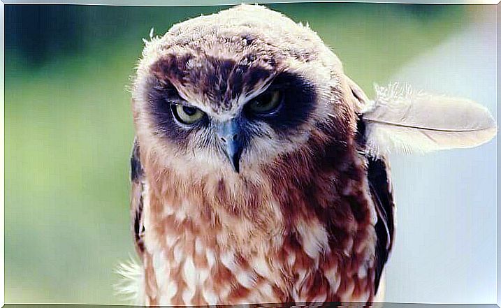 Angry owl