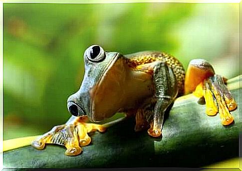 Frog sitting on branch.