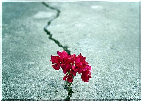 Flower in street crack