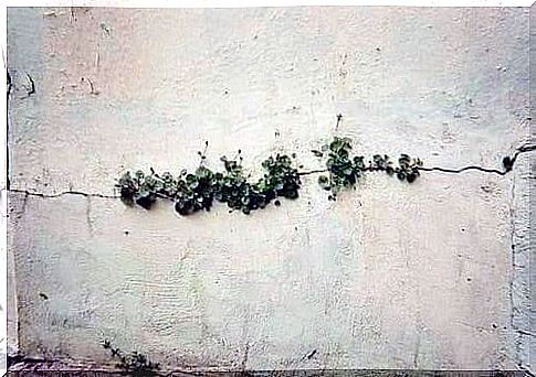 Weeds in concrete